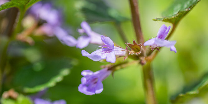 Auf dem Foto sind die violetten Blüten der Gundelrebe zu sehen. | © SONNENTOR